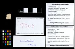 Foto (Objekt + Etikett) von Goniodromites sp.  (NHMW-GEO-2014-0194-0703)